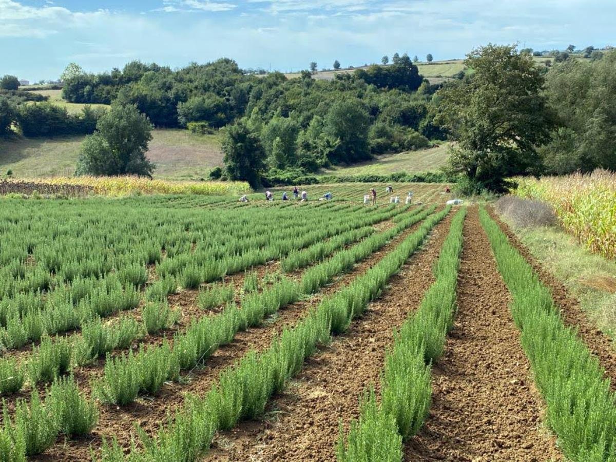 Kocaeli’de biberiye hasadı sürüyor