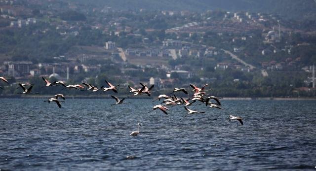 Körfezde flamingolardan görsel şölen