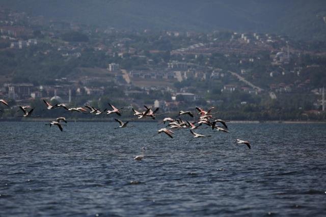Körfezde flamingolardan görsel şölen