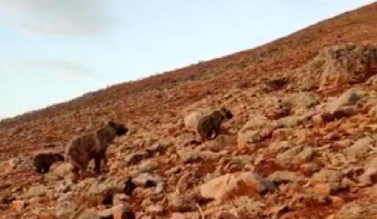 Koyunlara saldıran anne ve yavru ayılara kangal köpekleri mahzur oldu