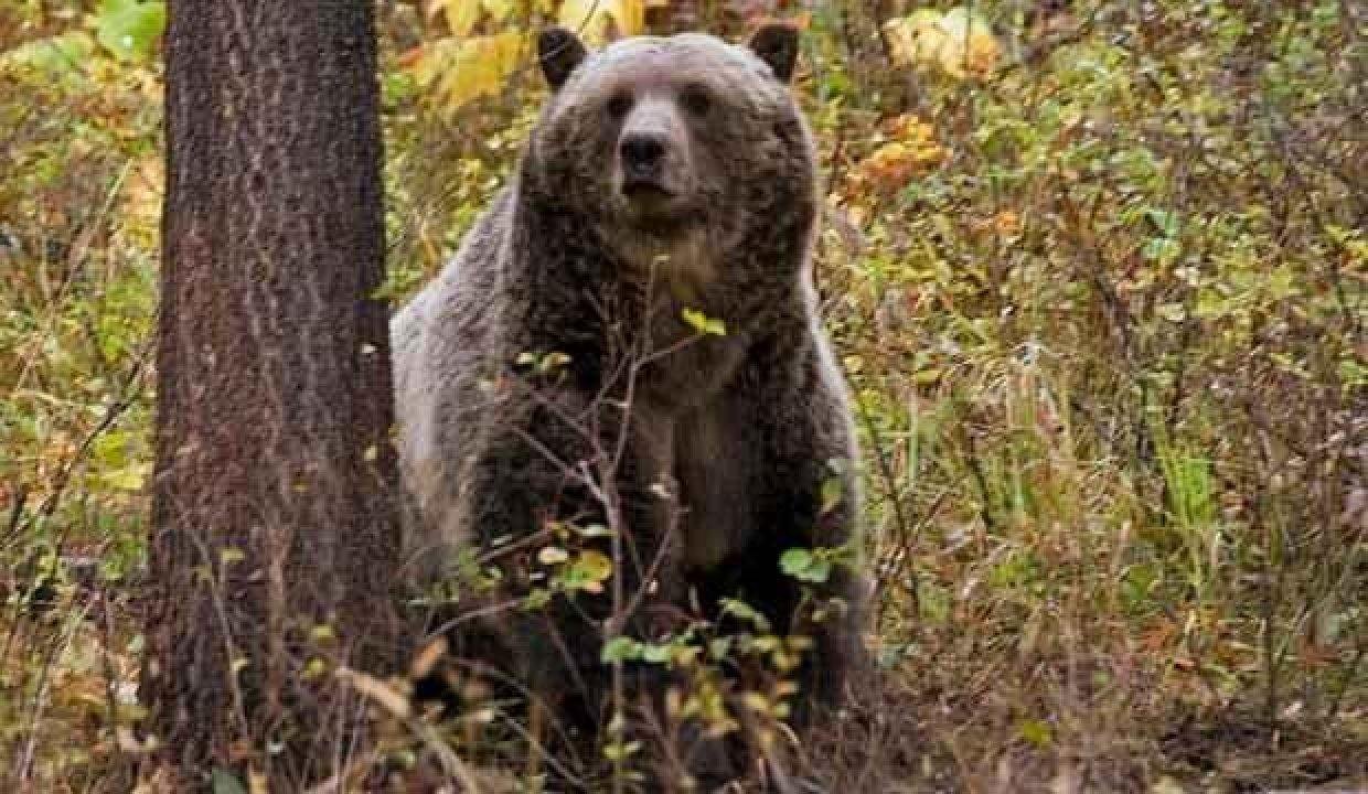 Meyyit bulunan ayının otopsisinde ortaya çıktı: “Katil” dağ keçisi