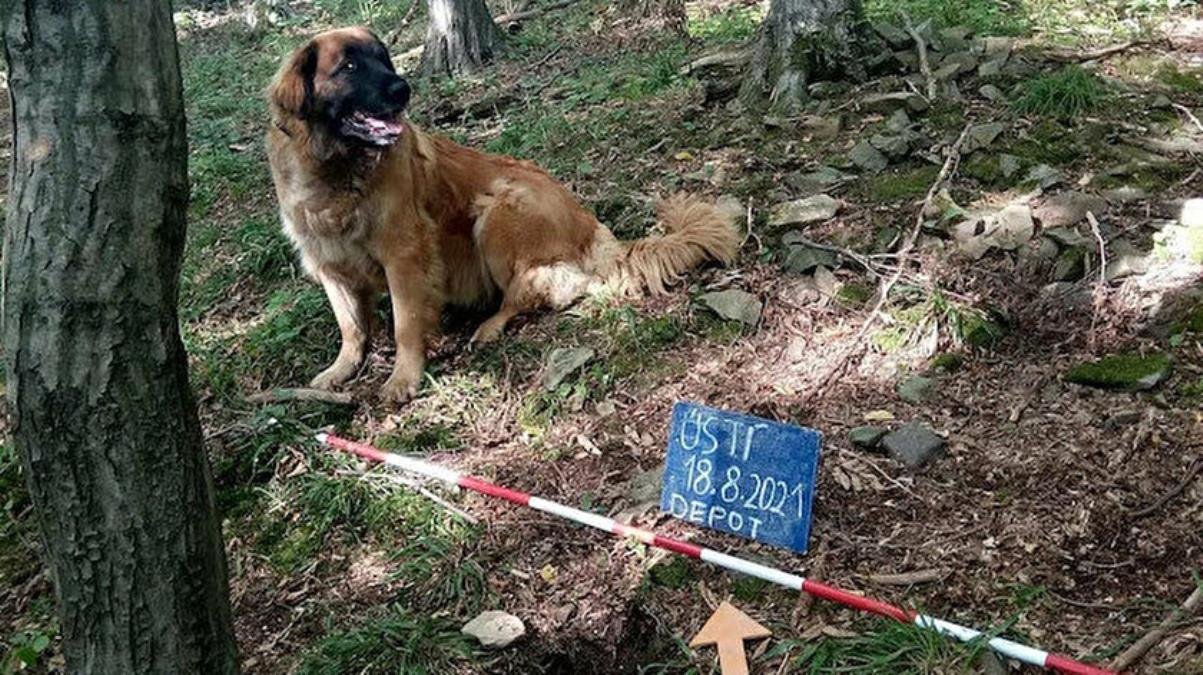 Sahibi tarafından gezintiye çıkarılan köpek, servet değerinde define buldu