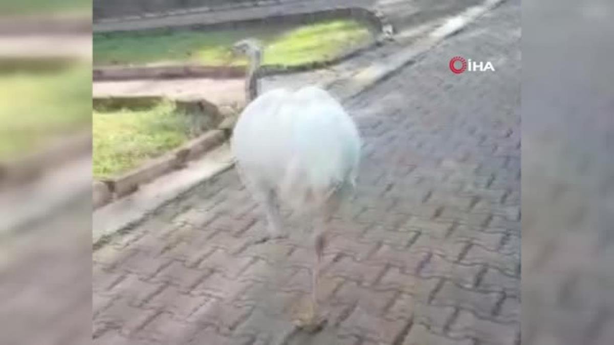 Son dakika! Hırsızlığı sonu oldu…Okulun maskotu olan deve kuşunun ölümü öğretmen ve öğrencileri üzdü