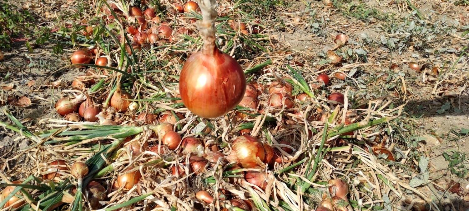 Tarlada 60 kuruş, markette 3 lira! Soğan üreticileri dertli