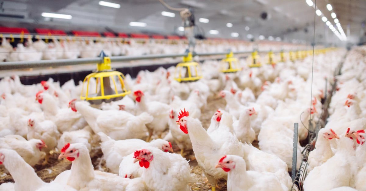 Tavuk üreticisinden “Bu fiyatlarla kışı atlatamayız” uyarısı