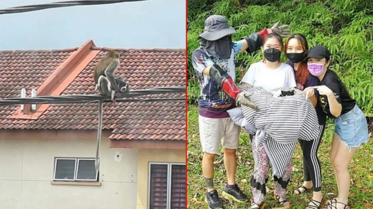 Yabanî maymun çeteleri Malezya’yı karıştırdı! Yavru bir köpeği 3 gün boyunca rehin aldılar