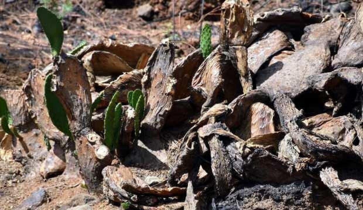 Yangın sonrası Marmaris’te doğa yeniden canlanıyor