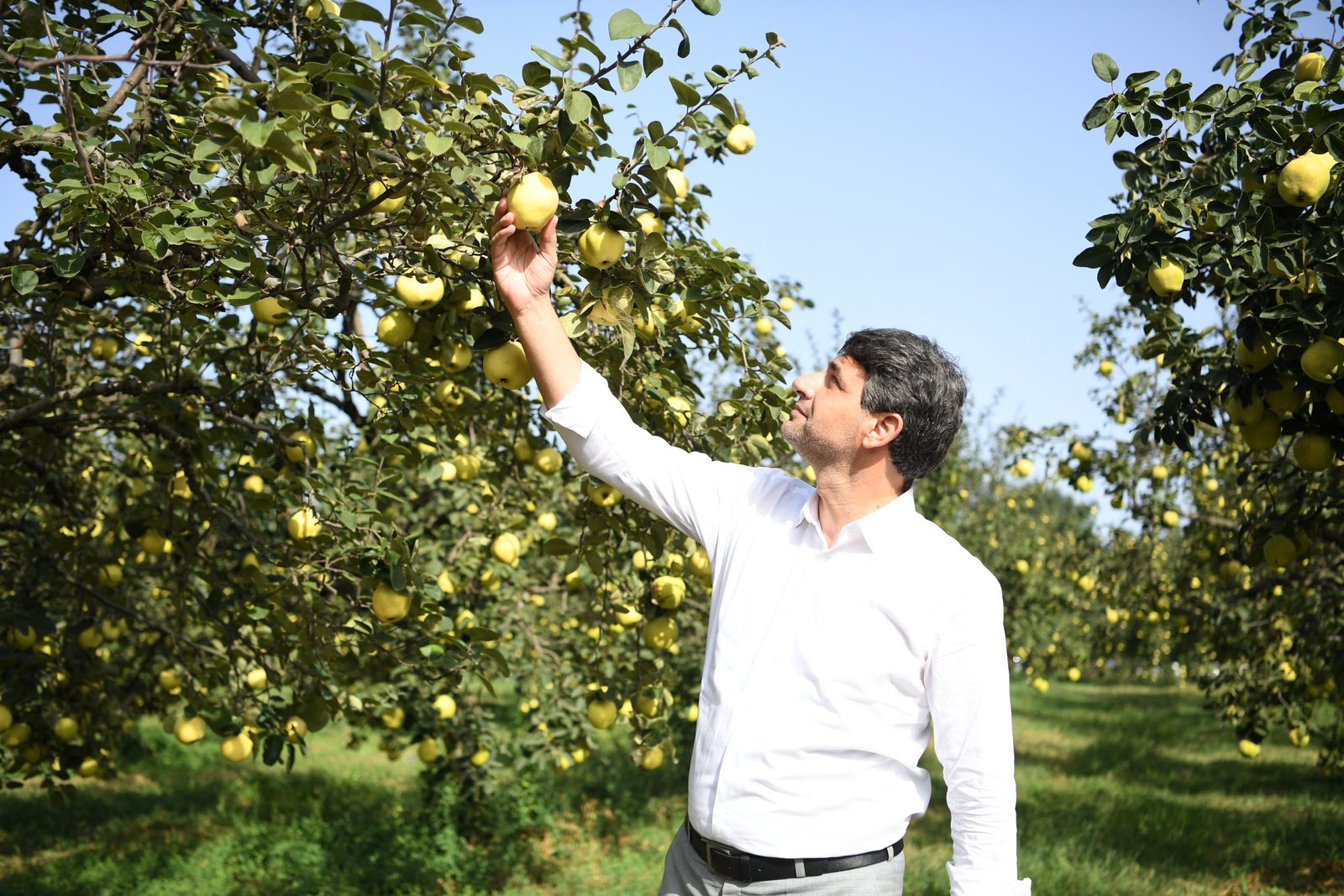 Kartepe Ayva Festivali ile şenlenecek