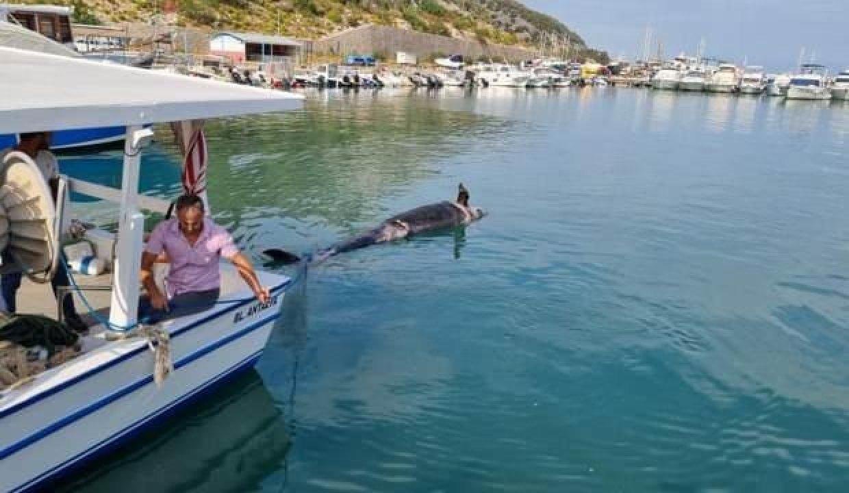 Antalya’da yalancı katil balina ölüsü kıyıya vurdu