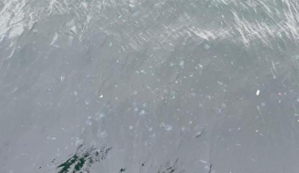 Arnavutköy kıyısını denizanaları bastı