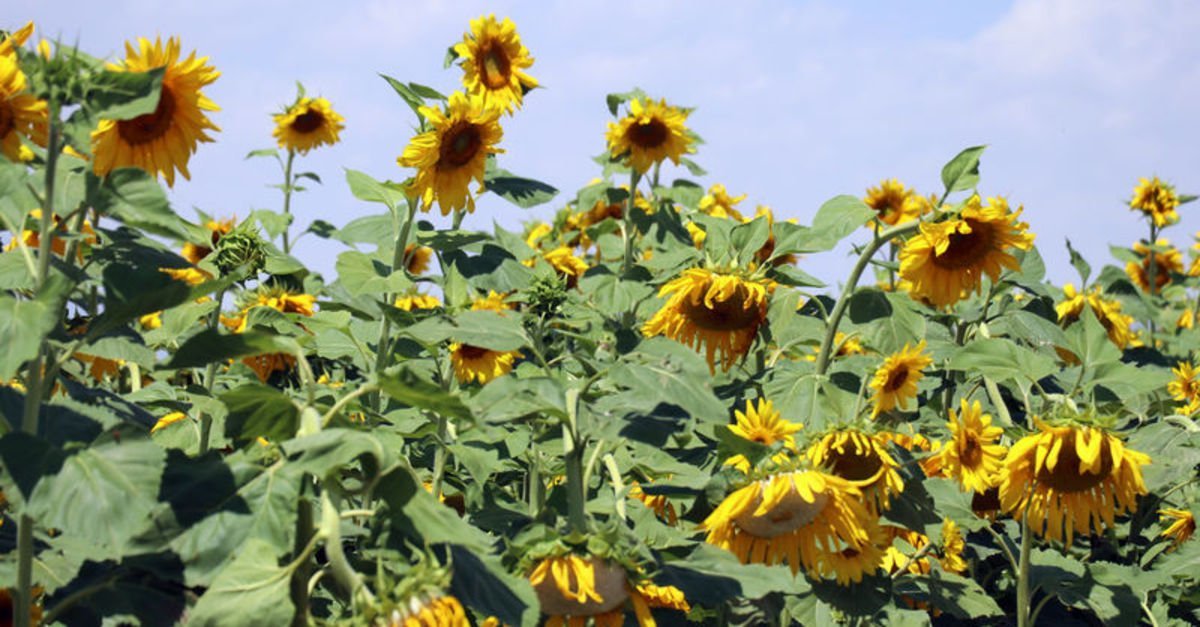 Ayçiçek tohumu ve ham yağda gümrük vergisi sıfırlandı
