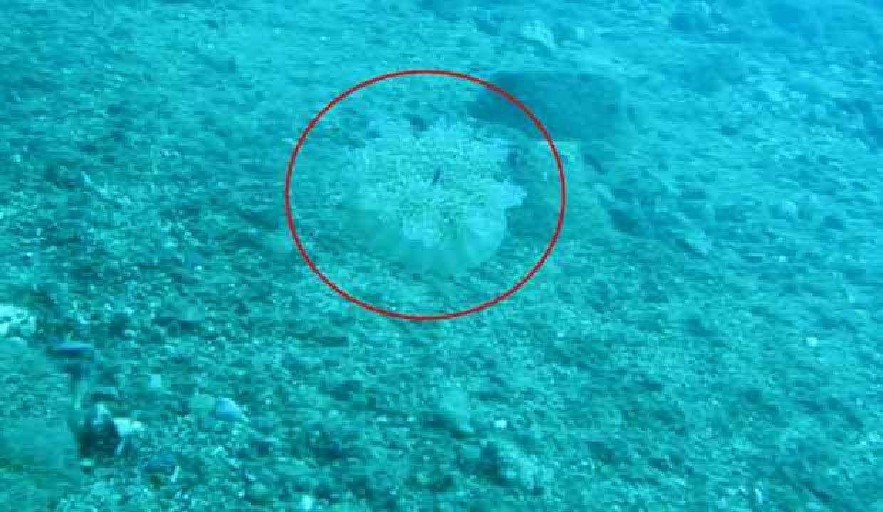 Bu denizanası elektrik üzere çarpıyor!