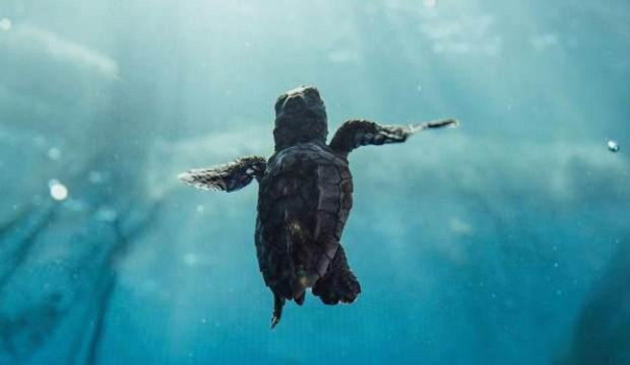 ‘Caretta Tuba’ 2 yılda 7 ülkeye uğradı