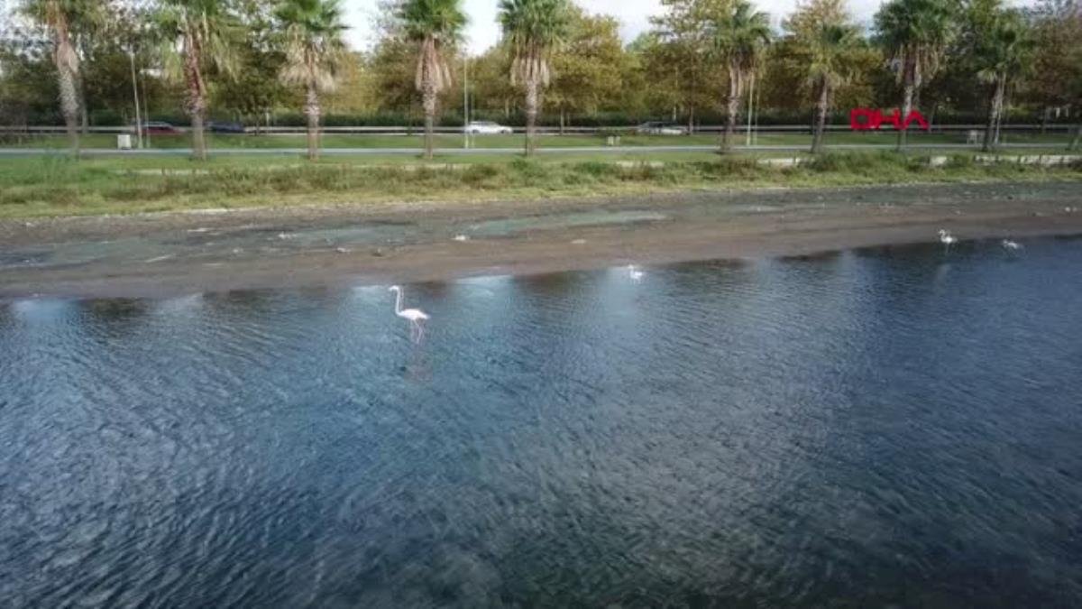 FLAMİNGO SÜRÜSÜ İZMİT KÖRFEZİ’Nİ RENKLENDİRDİ