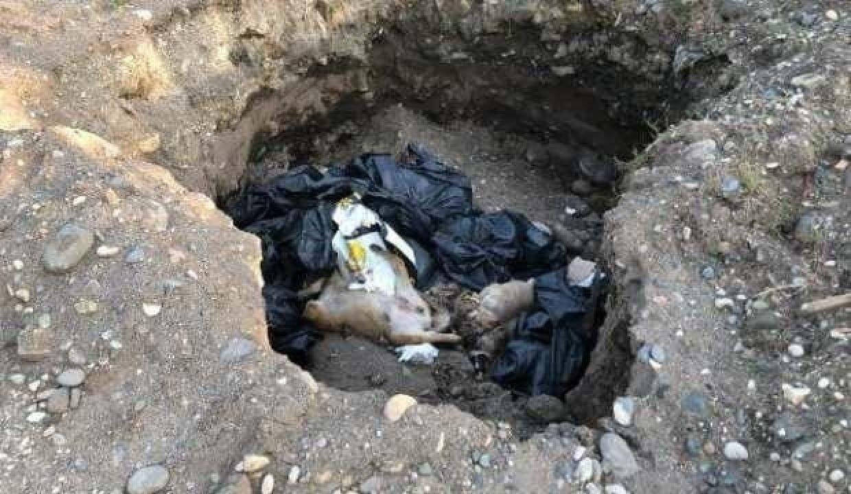 Giresun’da çukurda 10 meyyit köpek bulundu
