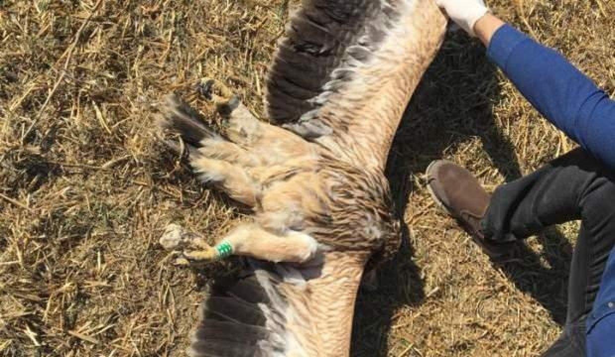 GPS’le takip ediliyordu! Ankara’da öldürüldü