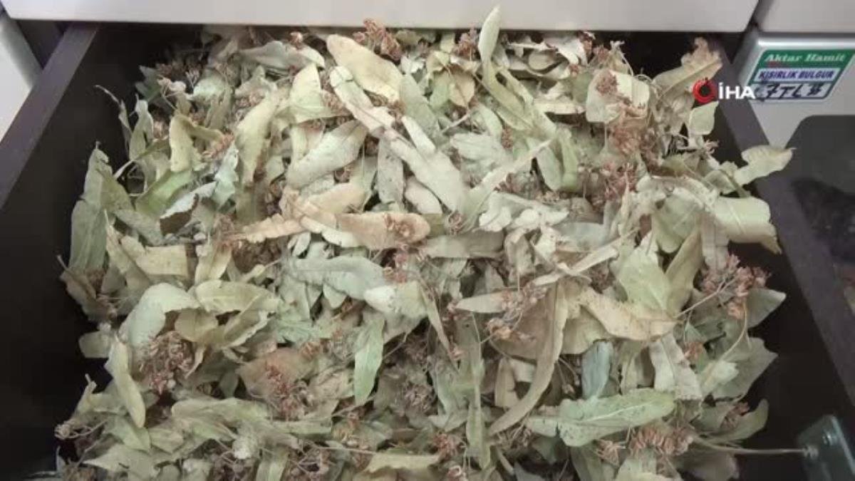 Ihlamur ucuzlayan fiyatıyla bu sene de vazgeçilemez olacak