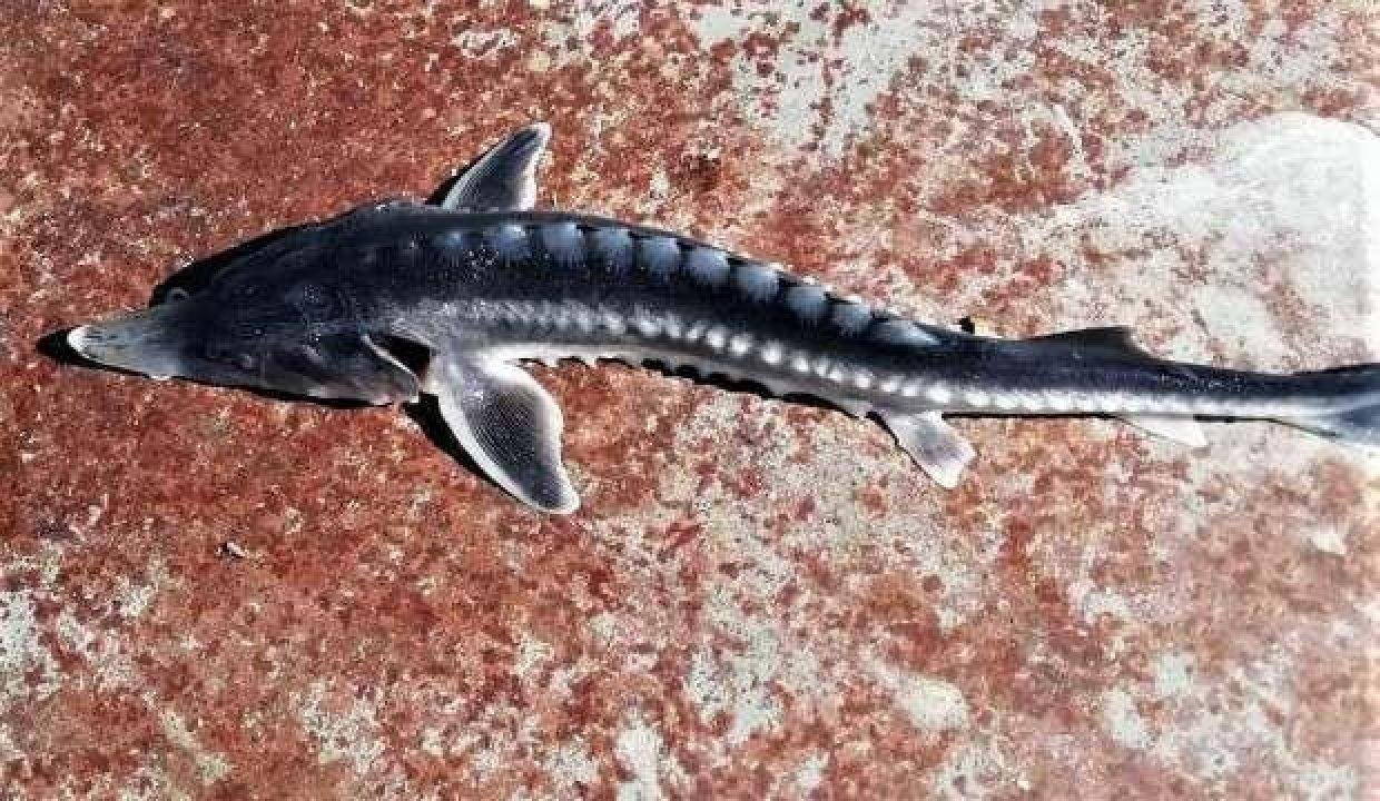 Keban Baraj Gölü’nden çıkan balık şaşkına çevirdi!