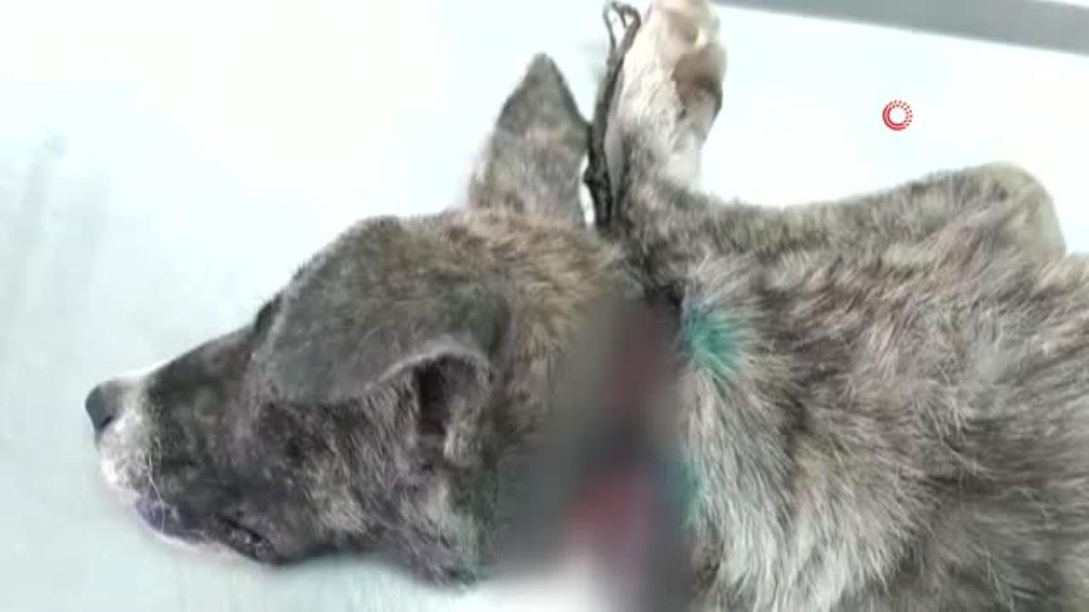 Naylon ip köpeğin boynunu kesti
