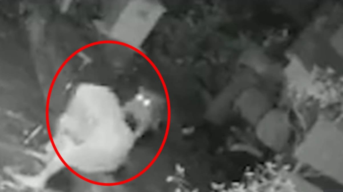 Vahim görüntüler! Konutunun önünde oturan bayan, leopar saldırısına uğradı