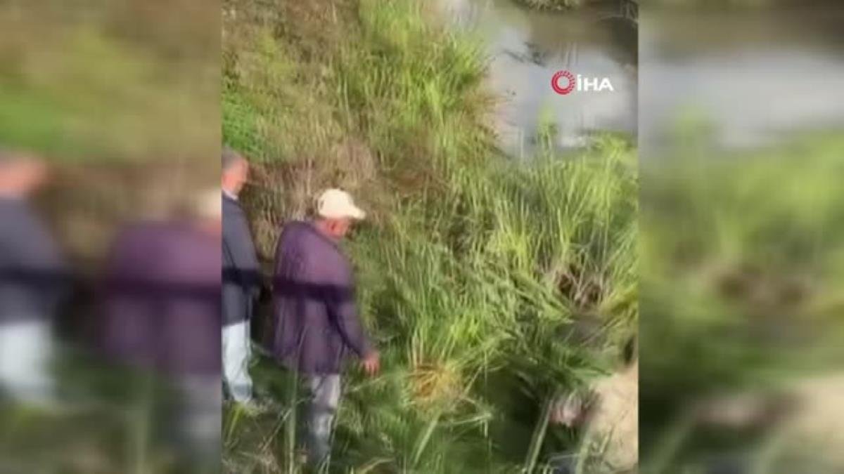 Vatandaşlar su kanalına düşen inek için seferber oldu