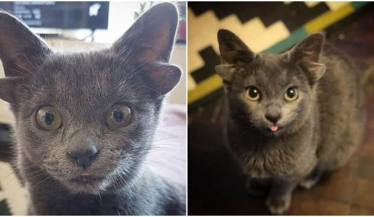 4 kulaklı doğan yavru kedi Midas viral oldu
