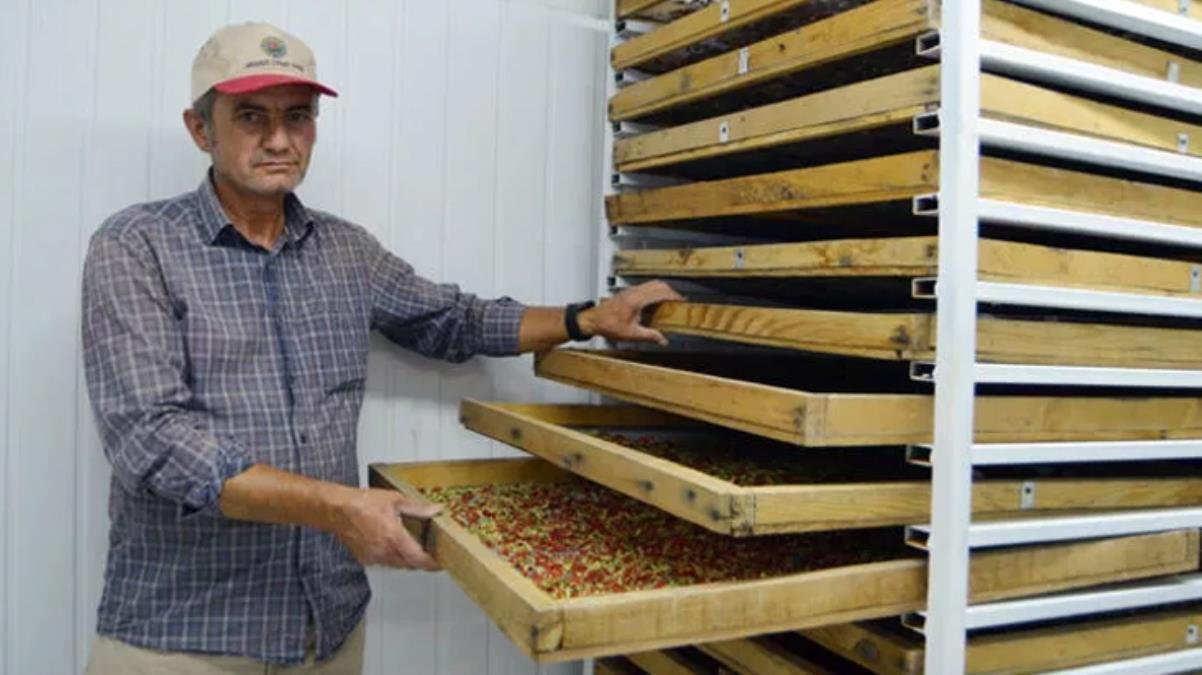 Arkadaş tavsiyesiyle ektiği ‘gojy berry’ meyvesini, kilosu 100 liradan Avrupa’ya ihraç ediyor