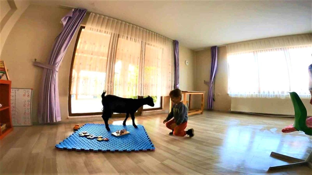 Dikkat sınıfta ‘keçi’ var