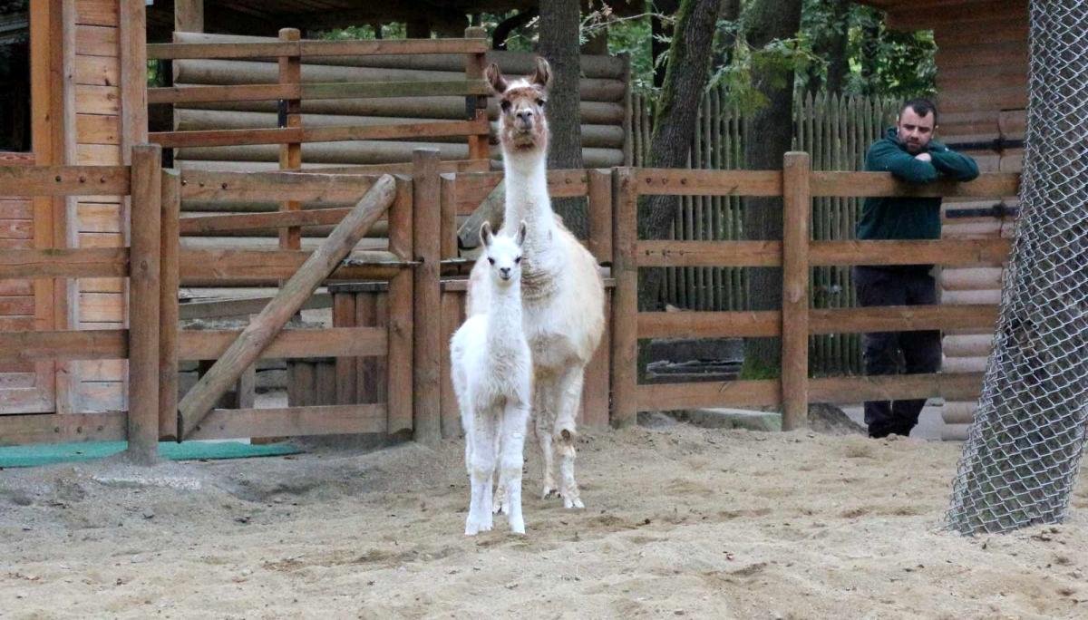 Doğal Hayat Parkı, lamaya birinci kere anne sevincini yaşattı