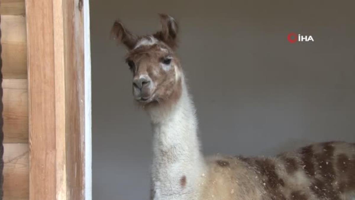 Doğal Ömür Parkı, lamaya birinci kere anne sevincini yaşattı