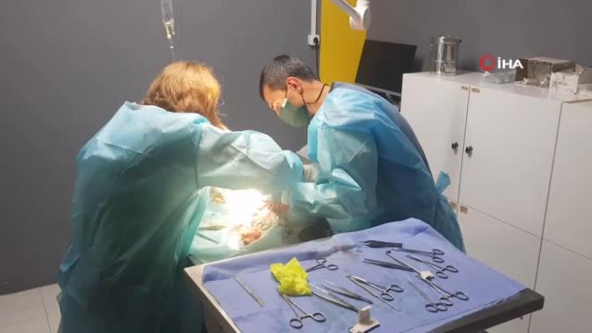 Doğumu geciken kediye sezaryen yapıldı