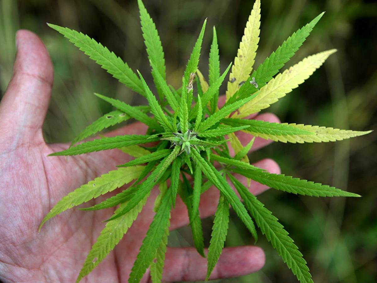 Endüstriyel kenevir hasadı başladı