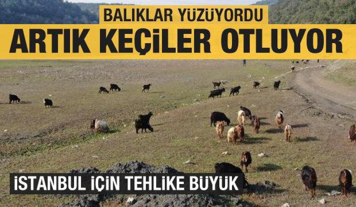 İstanbul için büyük tehlike: Balıklar yüzüyordu artık keçiler otluyor
