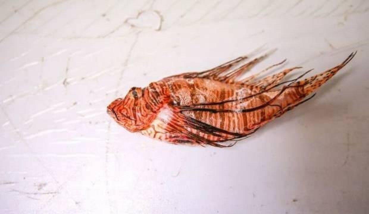 İstilacı çeşit Kuzey Ege’ye çıktı! Çok tehlikeli! Çöpe bile atmayın