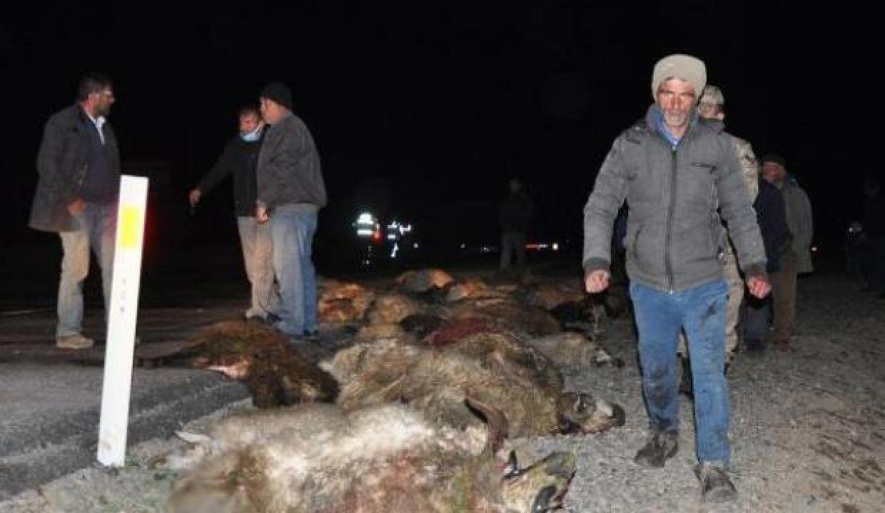 Kars’ta kamyonet önüne çıkan koyunları biçti