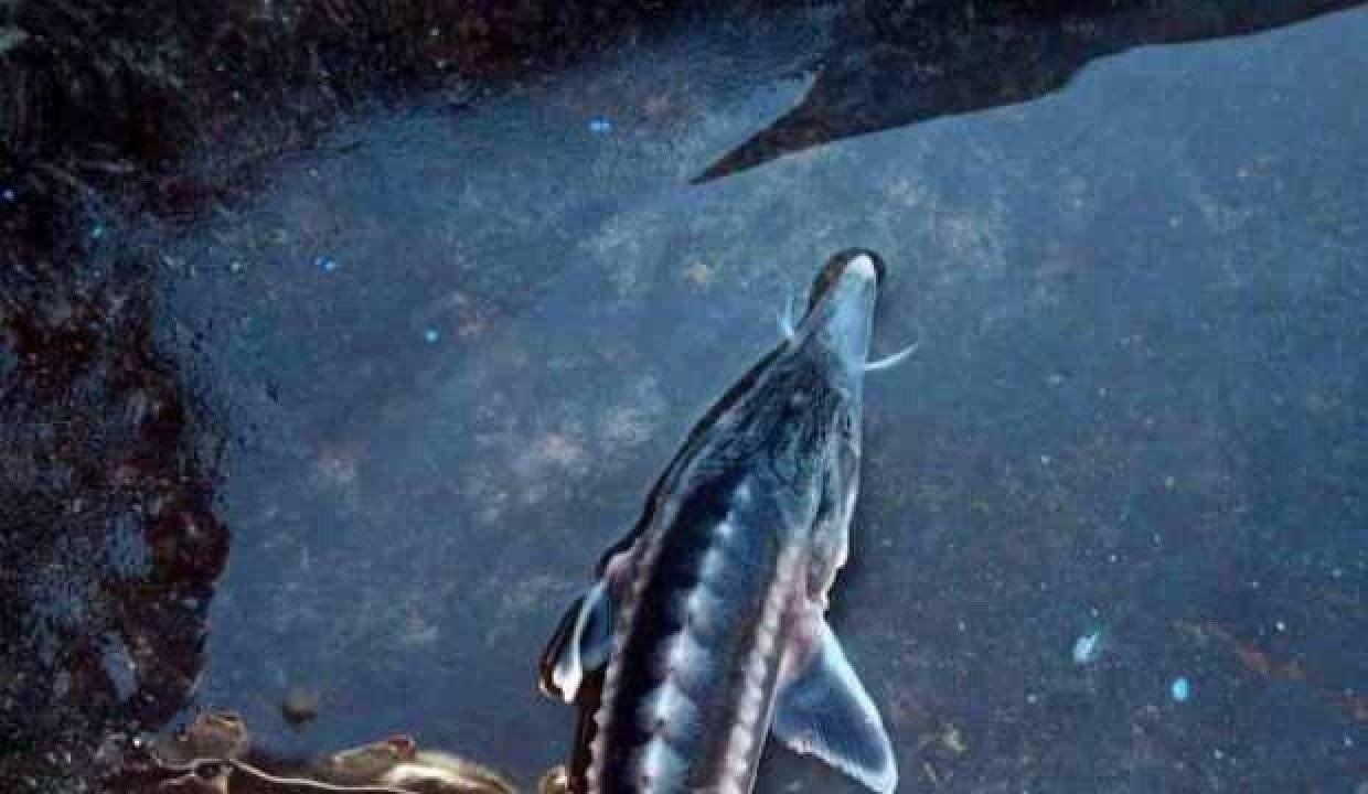 Keban Baraj gölünde ikinci kez görüntülendi: Havyarı tam 2 milyon liraya alıcı buluyor