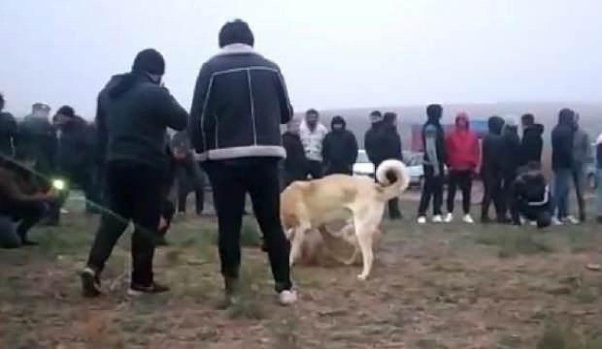 Kırıkkale’de köpek dövüşü operasyonuna suçüstü