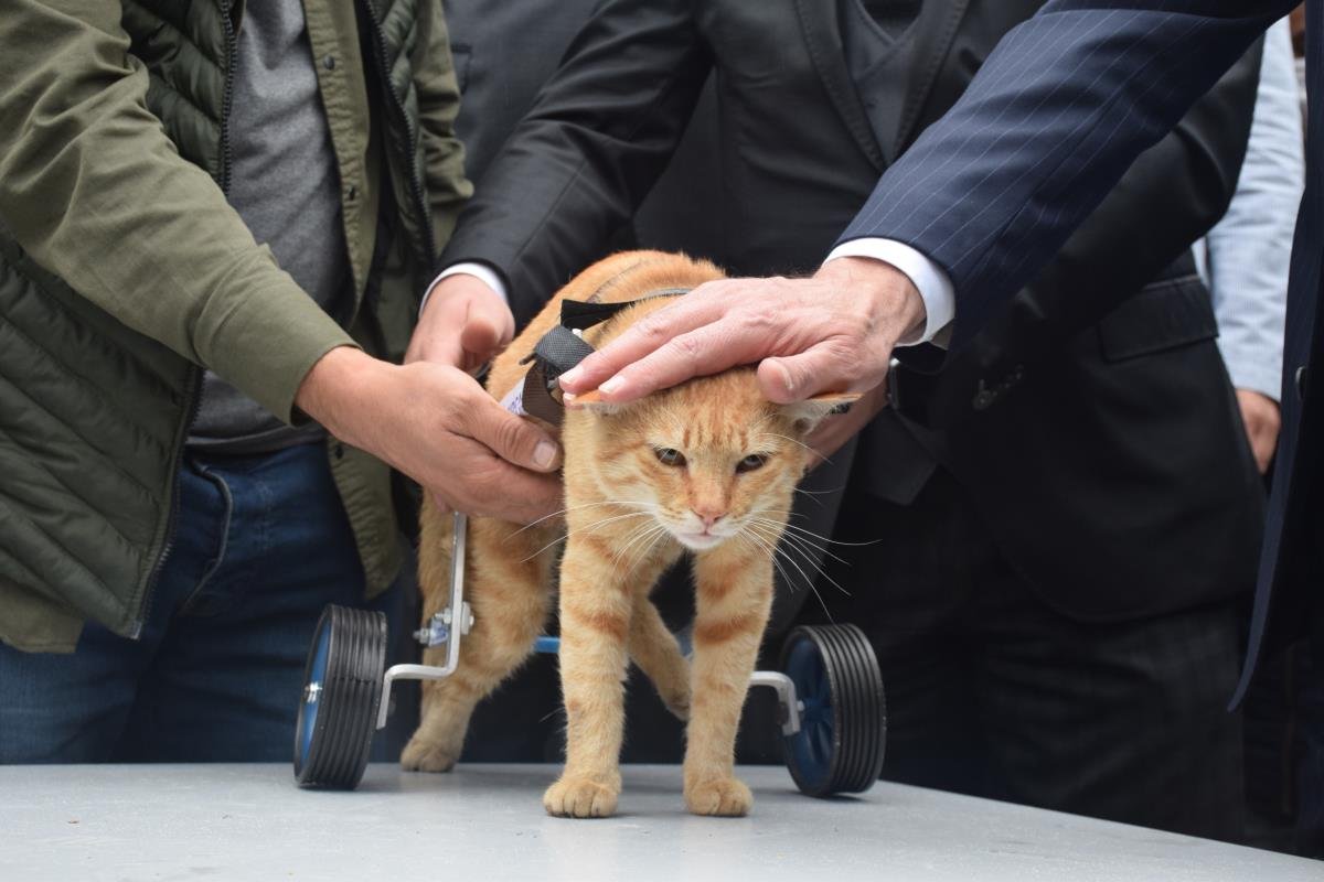 Kocaeli’deki merkezde felçli hayvanlar için protez yürüteç üretilecek