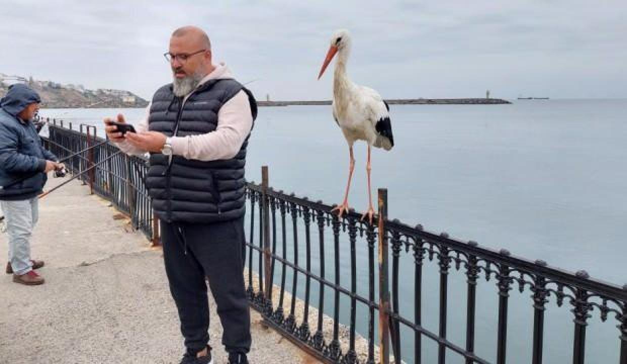 Leylek meşhur oldu, gören cep telefonuna sarılıyor