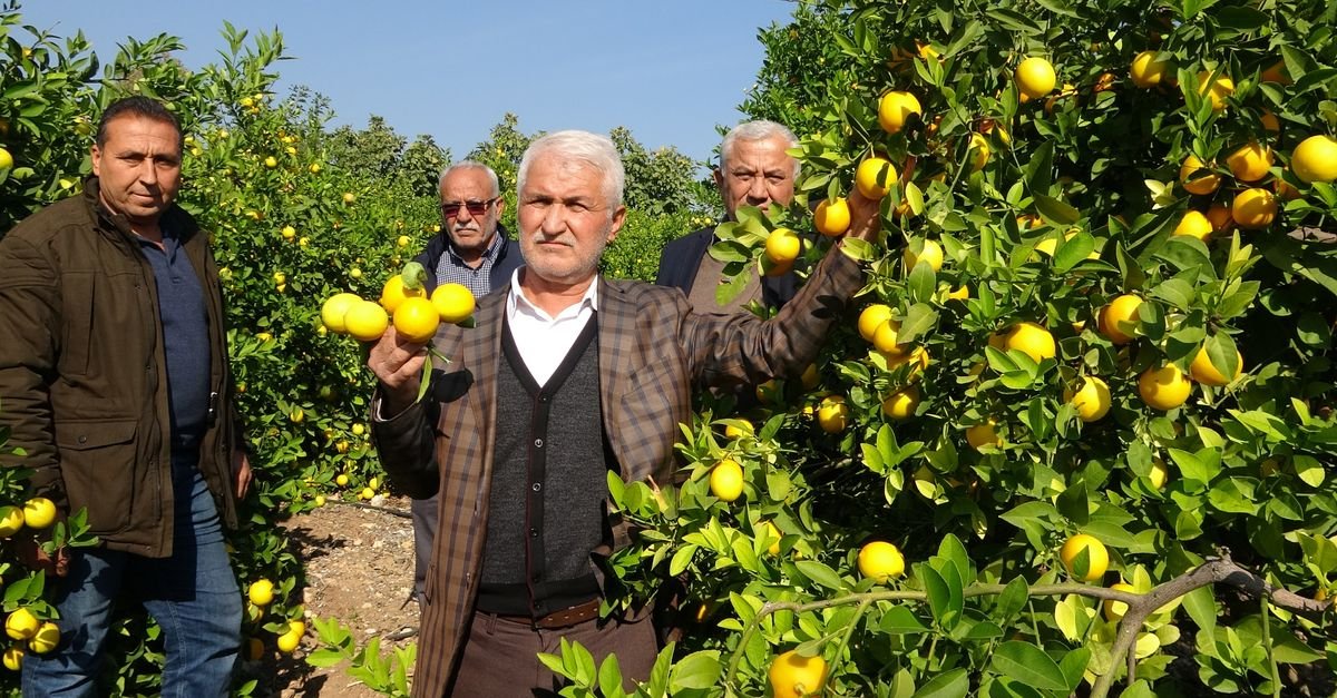 ‘Limon kooperatif marketlerinde satılsın’ daveti
