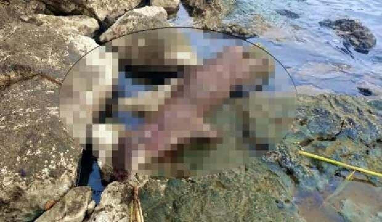 Muhafaza altındaki su samuru tüfekle ateş edilerek öldürüldü