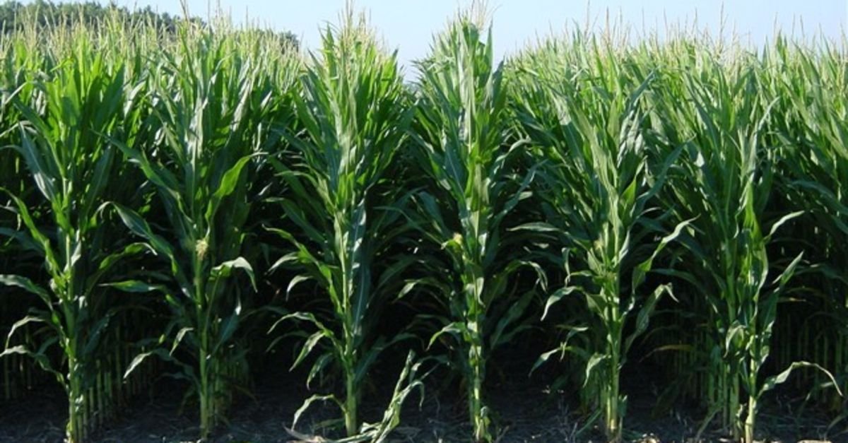 NASA: İklim değişikliği mısır randımanını 2030’a kadar yüzde 25 azaltacak