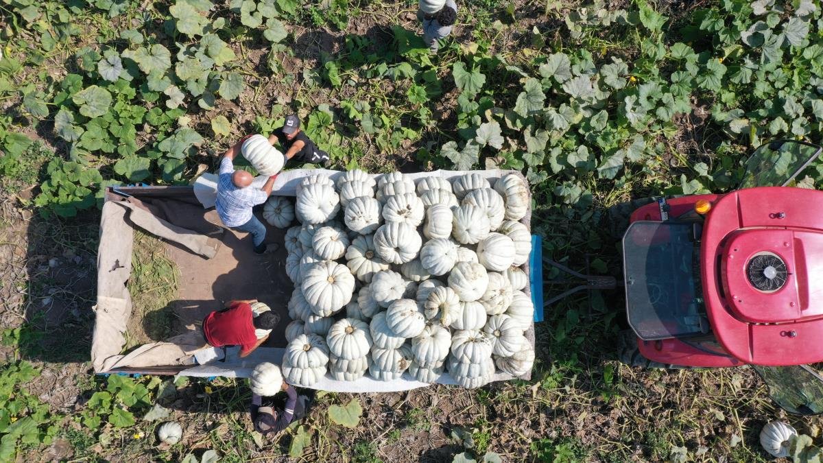 Sakarya’nın coğrafik işaretli “bal kabağı”nın tarladan sofraya seyahati başladı
