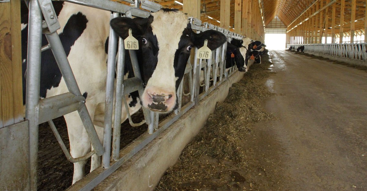 USK: Çiğ süt tavsiye satış fiyatı önümüzdeki günlerde revize edilecek