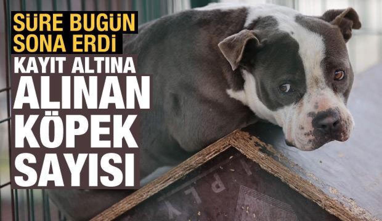 20 bin 843 köpek kayıt altına alındı