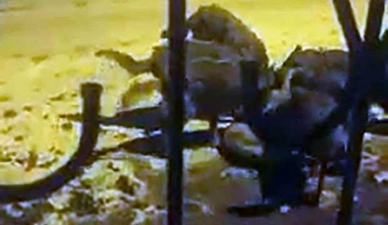 Aç kurtlar köye indi! Köpeği paramparça ettiler