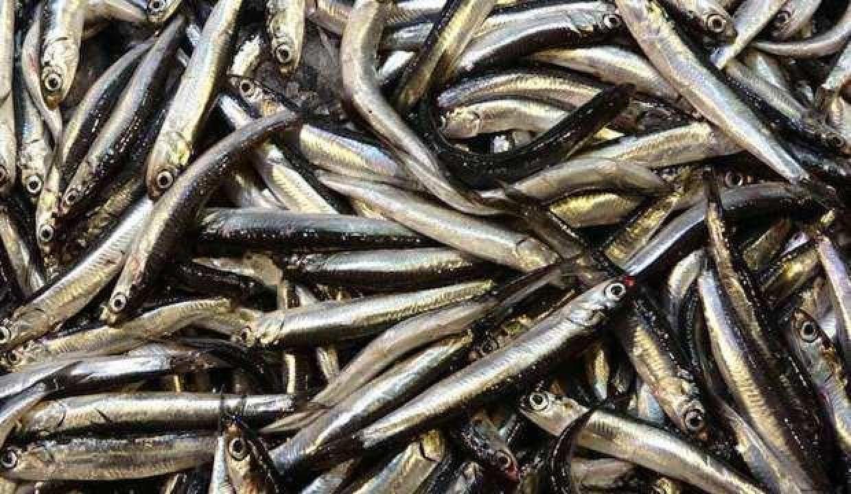 Beklenen Gürcü hamsisi geldi: Fiyatlar 80 liradan 25 liraya düştü