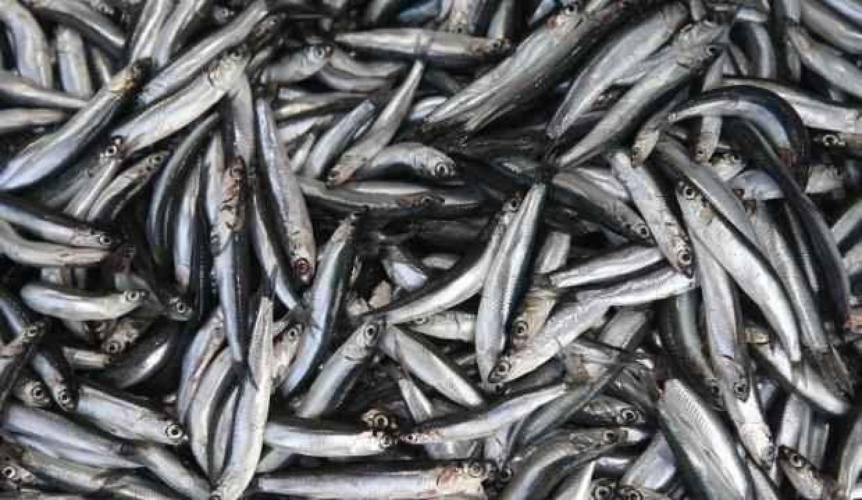 Bolu’da hamsi fiyatları 50 liraya kadar çıktı