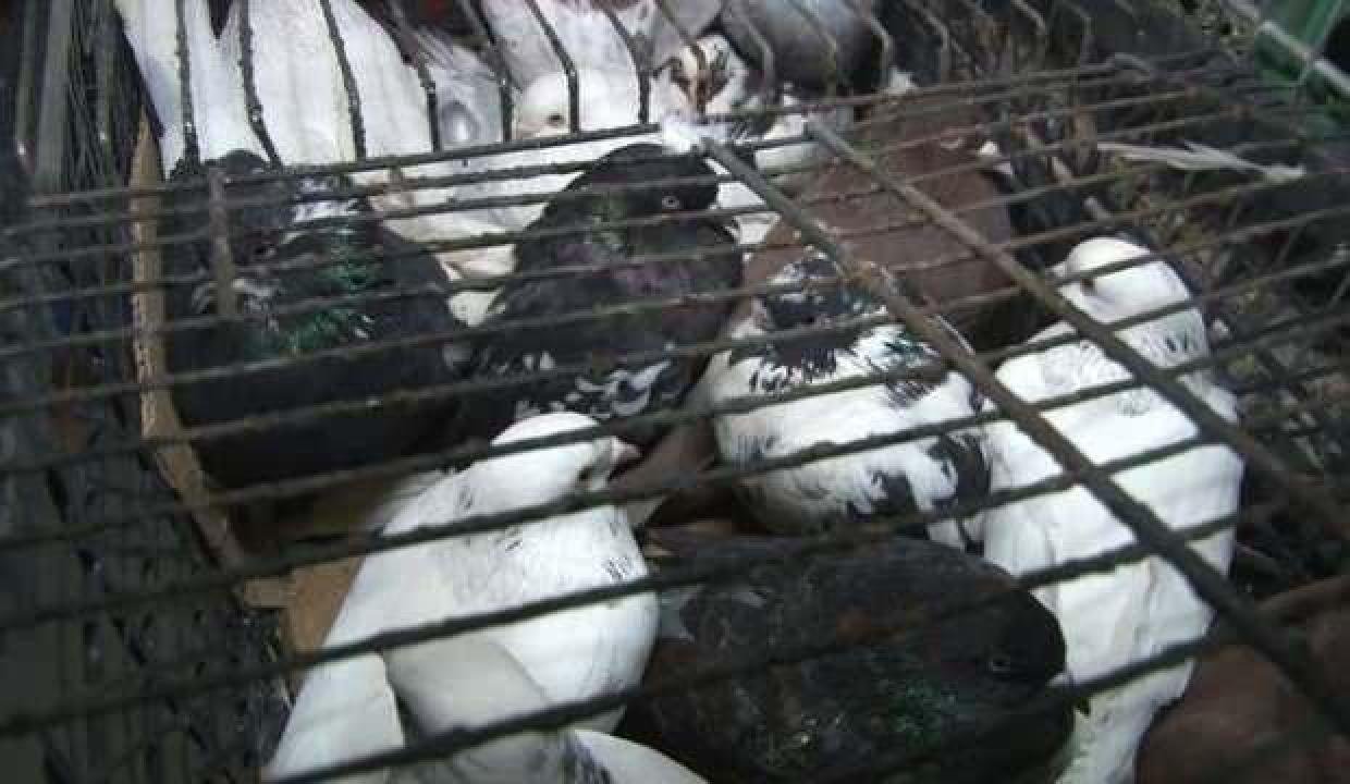 Denizli’de kumar operasyonu: 20’si çocuk 100 kişi suçüstü yakalandı!