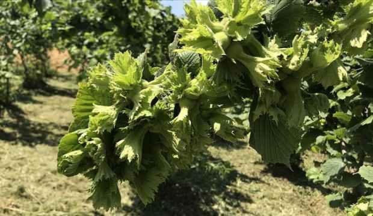 FİSKOBİRLİK’ten fındık üreticilerine don uyarısı